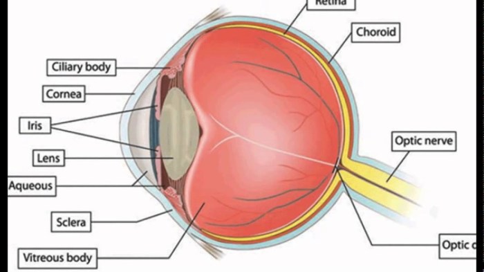 Cat blood vessels labeling quiz