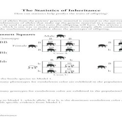 The statistics of inheritance pogil answers