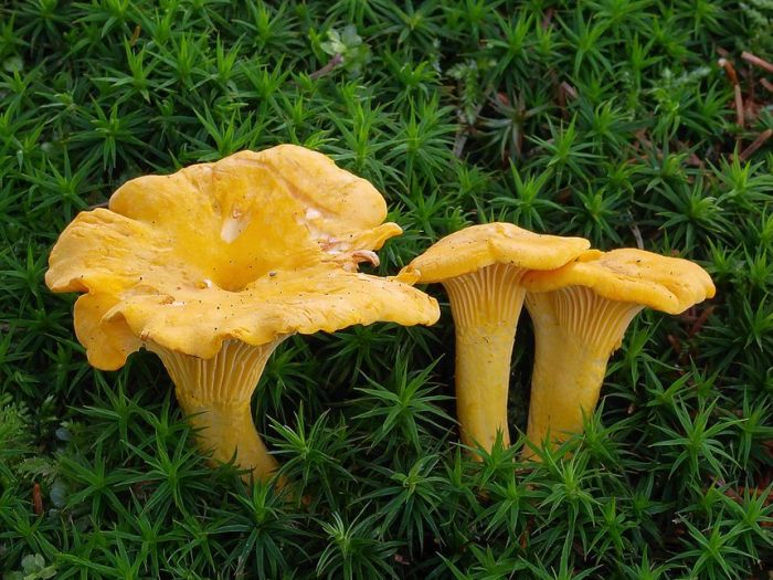 Fall edible mushrooms in missouri