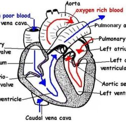 Cat blood vessels labeling quiz