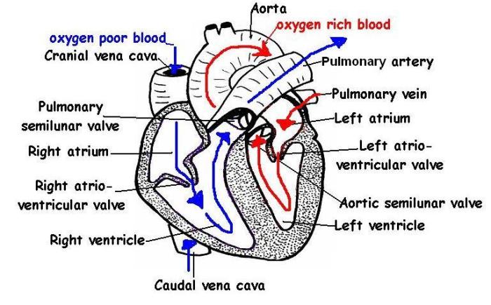 Cat blood vessels labeling quiz