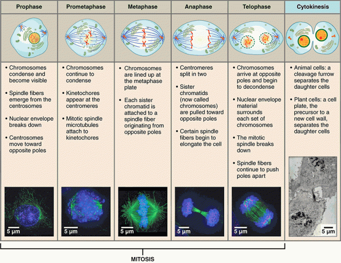 Cell division examining mitosis lab