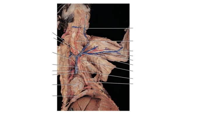 Cat blood vessels labeling quiz