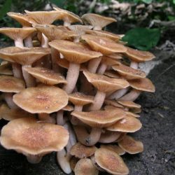 Fall edible mushrooms in missouri