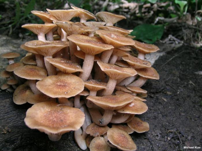 Fall edible mushrooms in missouri