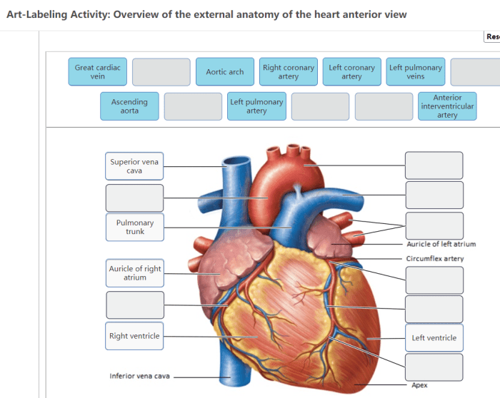 Cat blood vessels labeling quiz