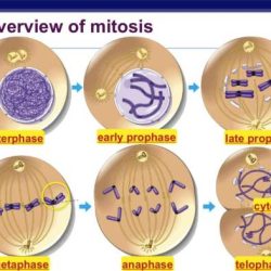 Mitosis studylib key observing