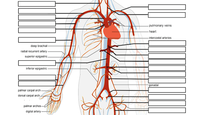 Cat blood vessels labeling quiz