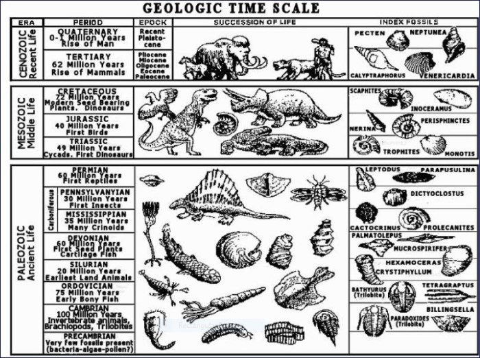 Species several evolved because over time