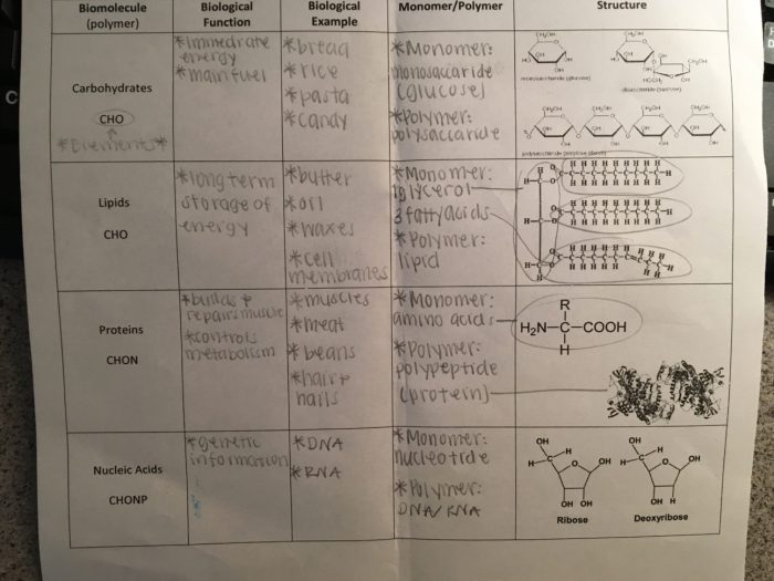 Amoeba sisters video recap biomolecules answers pdf