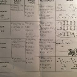 Amoeba sisters biomolecules answer recap transcription text