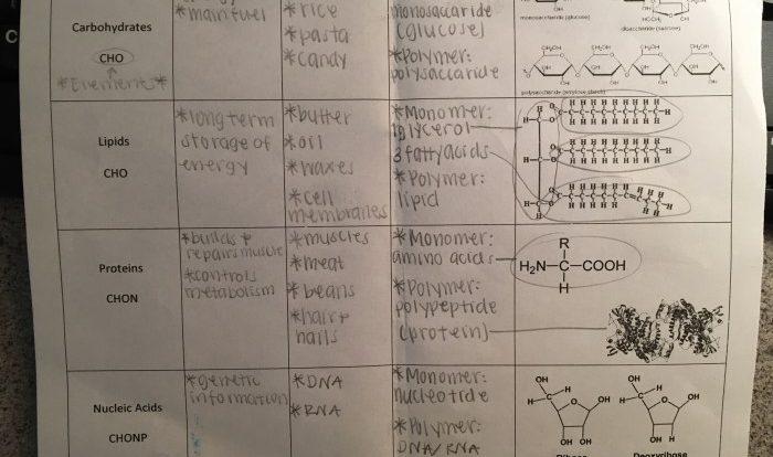 Amoeba sisters biomolecules answer recap transcription text