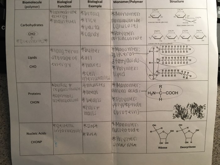 Amoeba sisters biomolecules answer recap transcription text