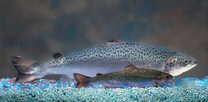 Some salmon have been genetically modified to grow bigger