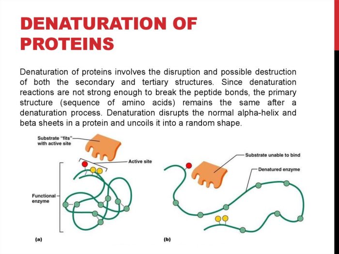 Denaturation protein online